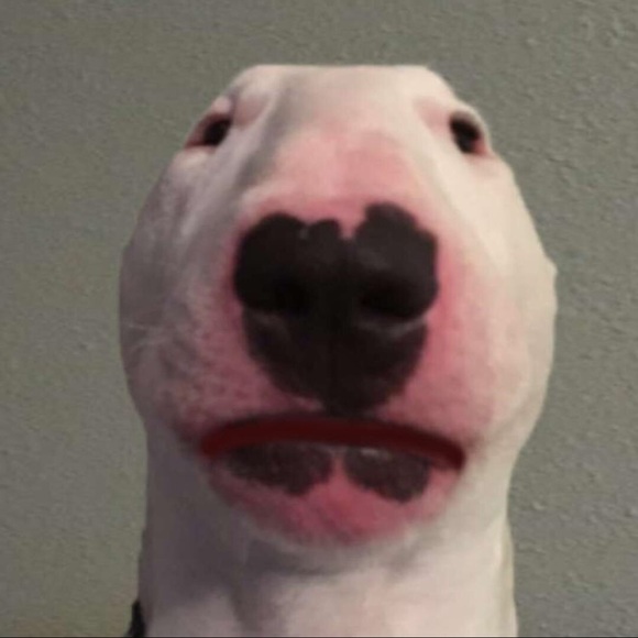 Meet your Posher, Madeline - Picture 1 of 1